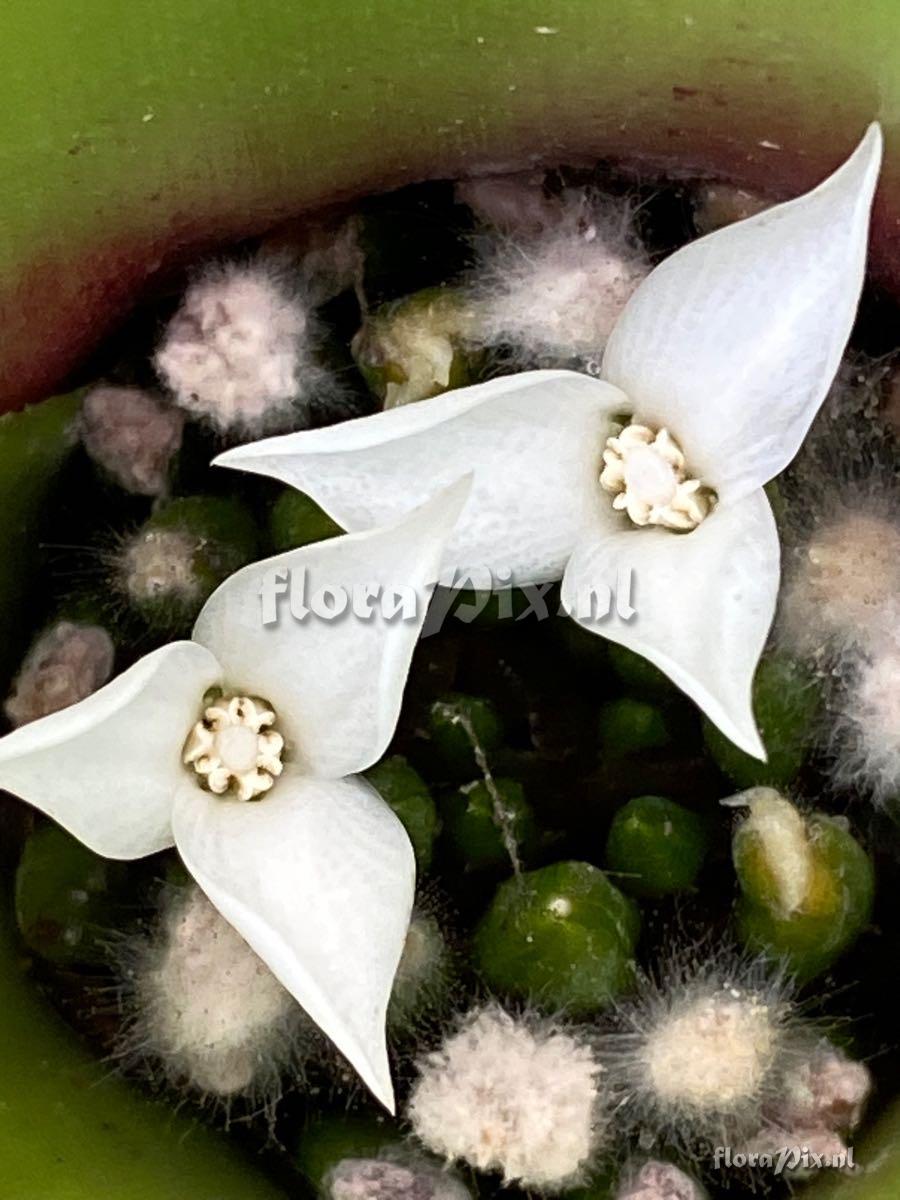 Neoregelia sarmentosa