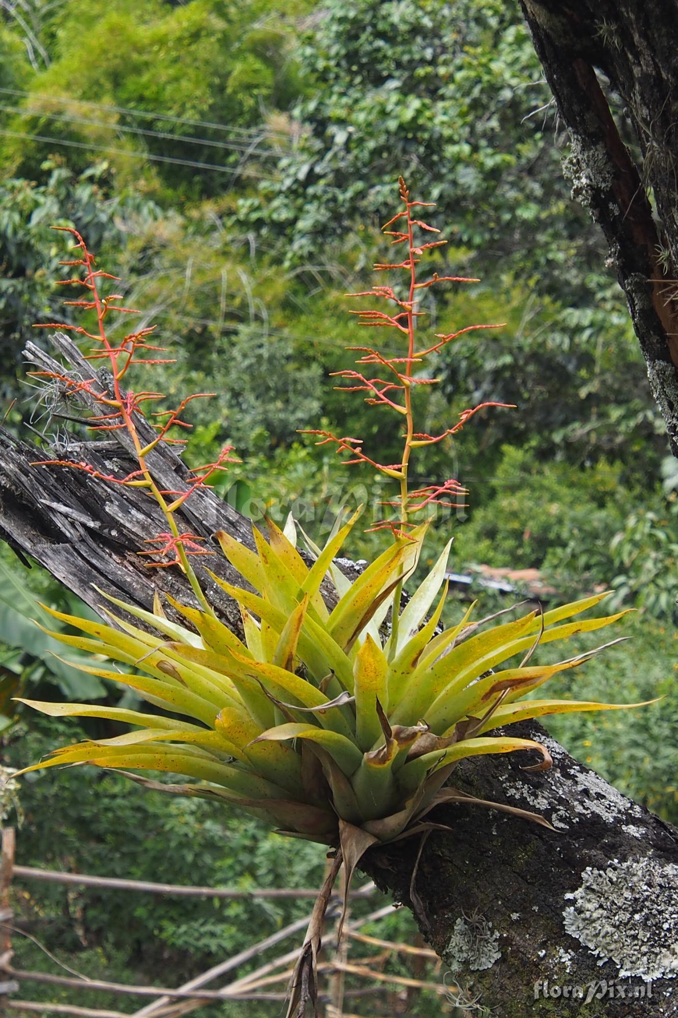 Racinaea decipiens var. tomensis