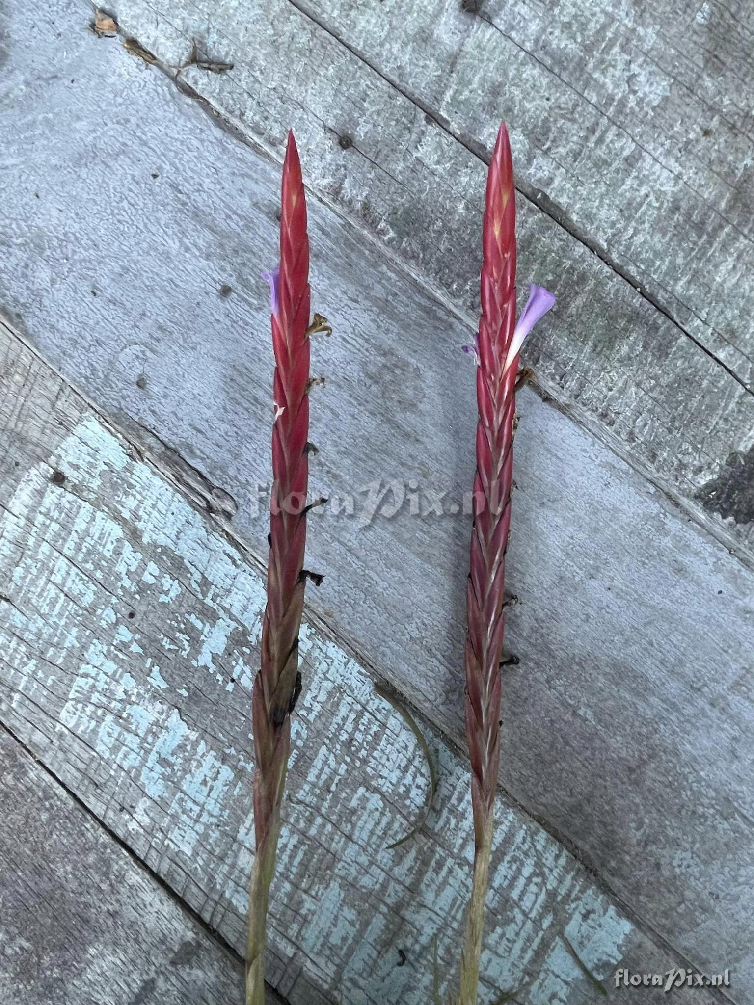 Tillandsia dura