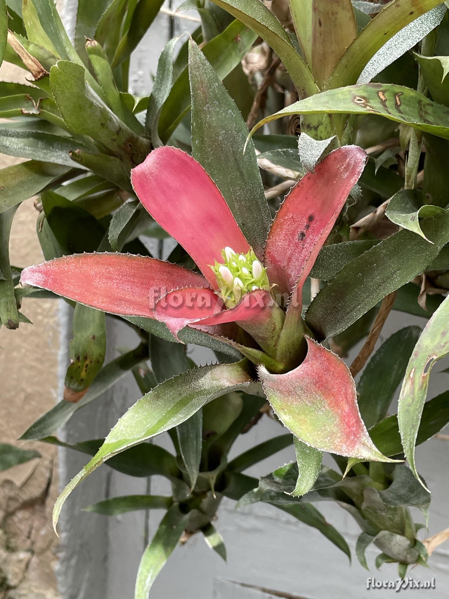 Aechmea aculeatosepala