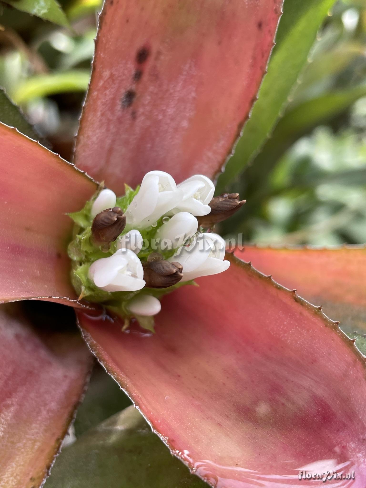 Aechmea aculeatosepala