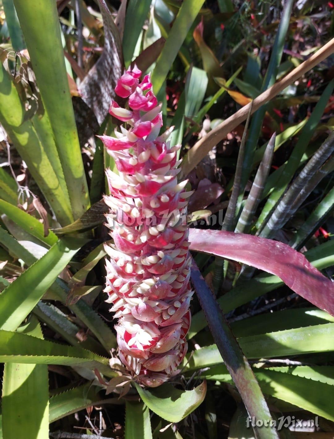 Aechmea fuerstenbergii