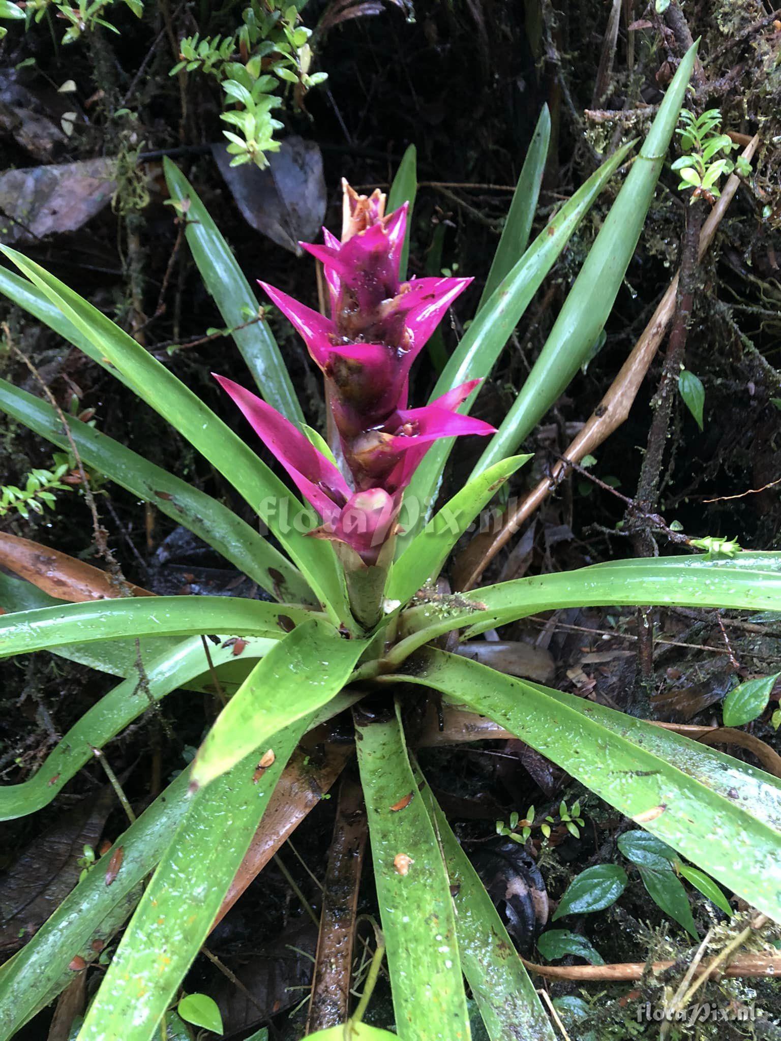 Mezobromelia verecunda