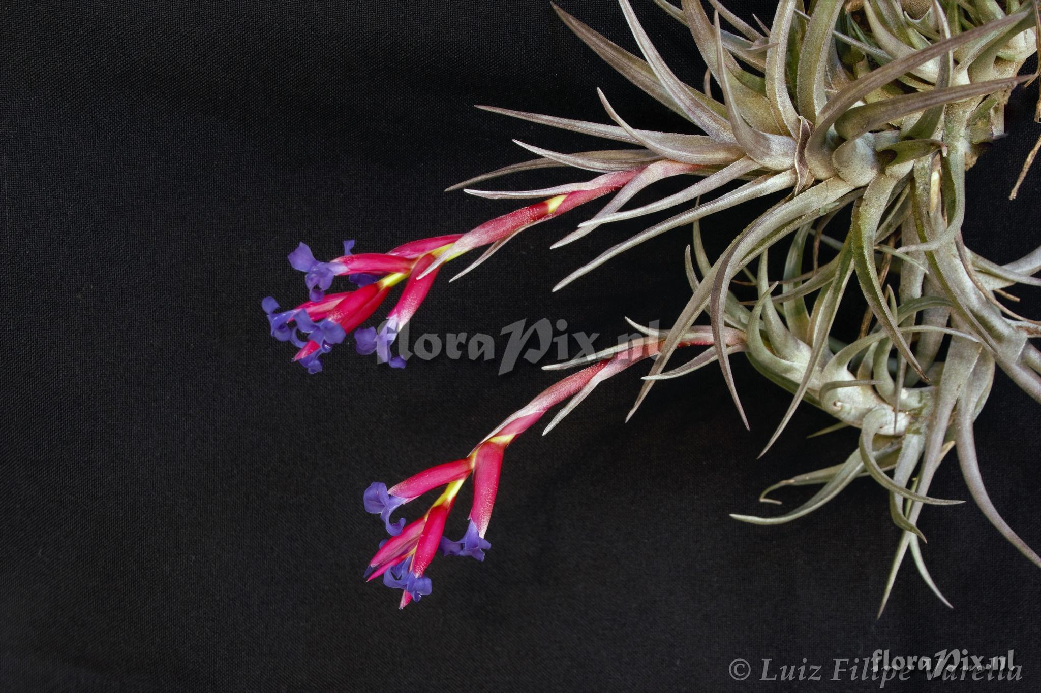 Tillandsia winkleri