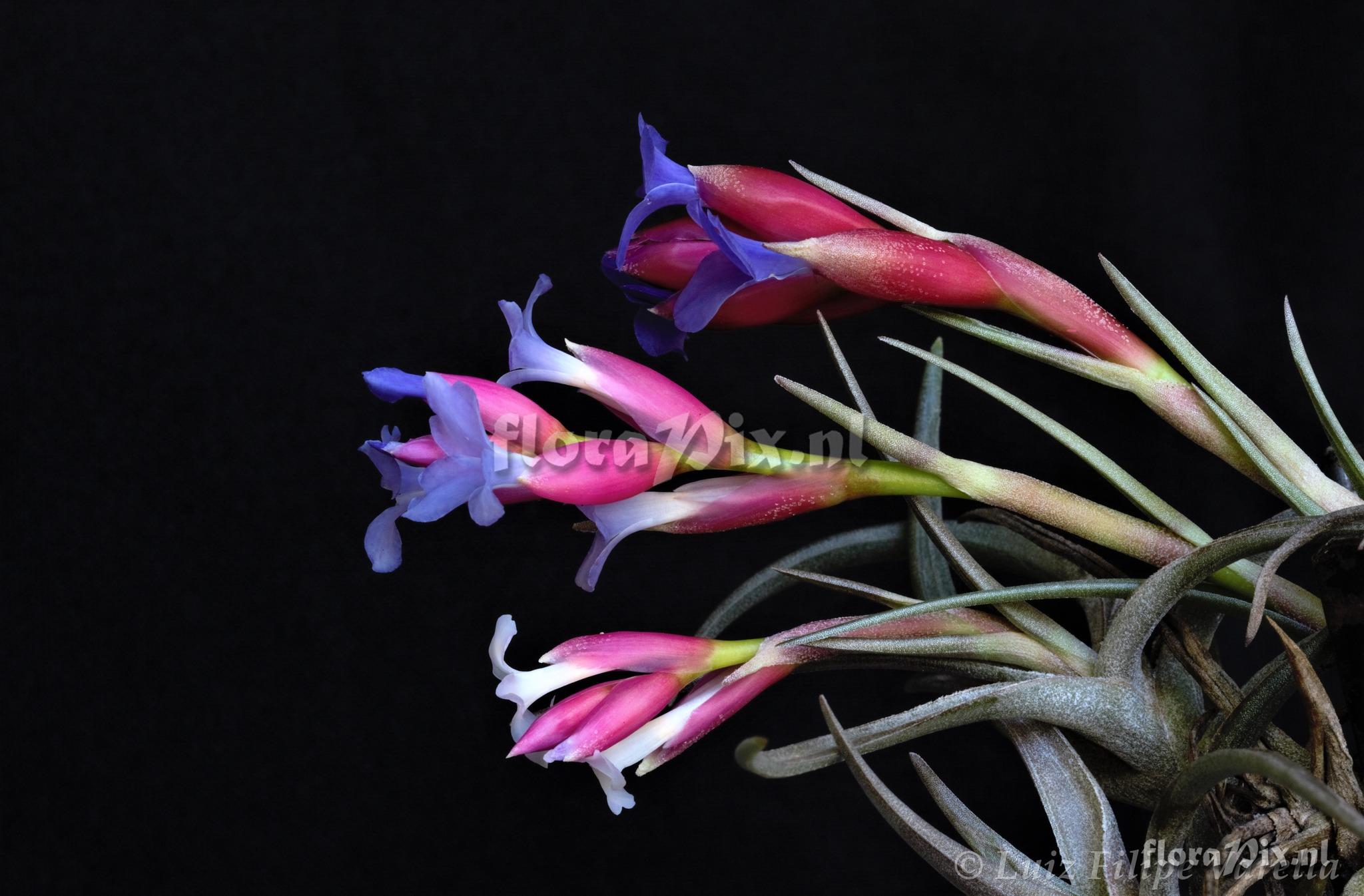 Tillandsia winkleri