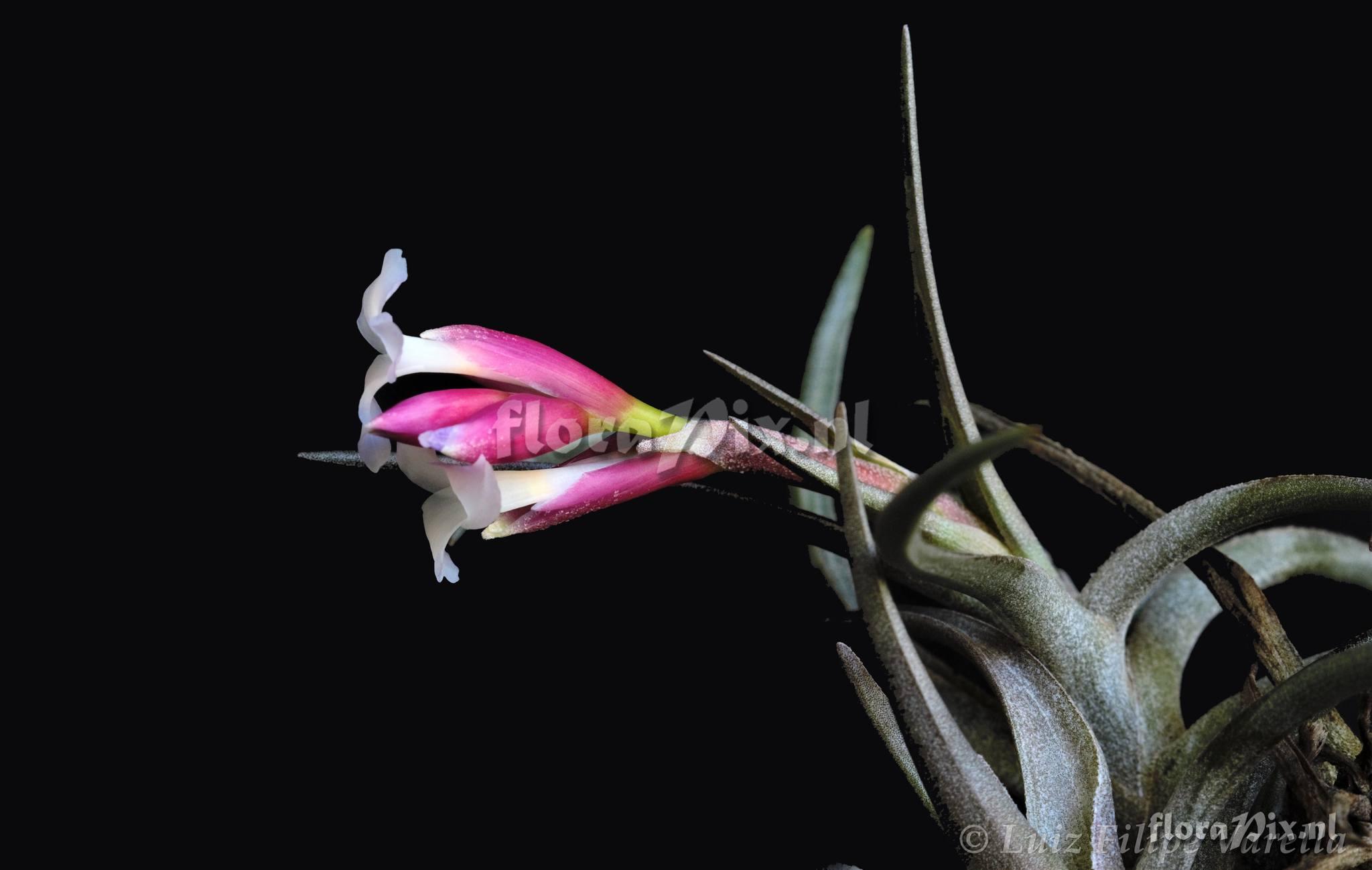 Tillandsia winkleri