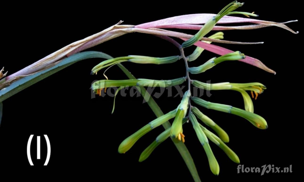 Billbergia distachia