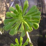 Aeonium arboreum (fm. manriequorum)