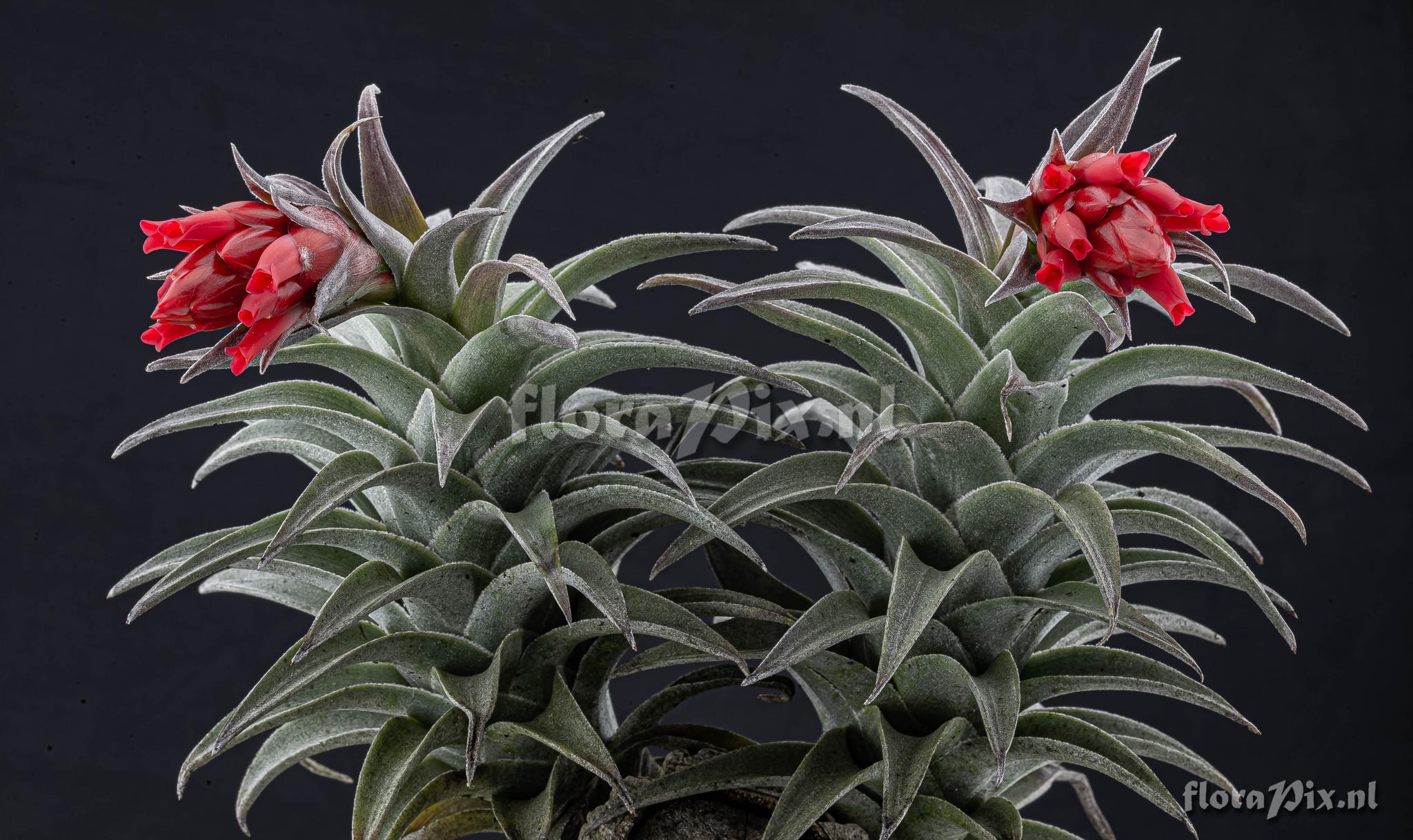 Tillandsia edithae