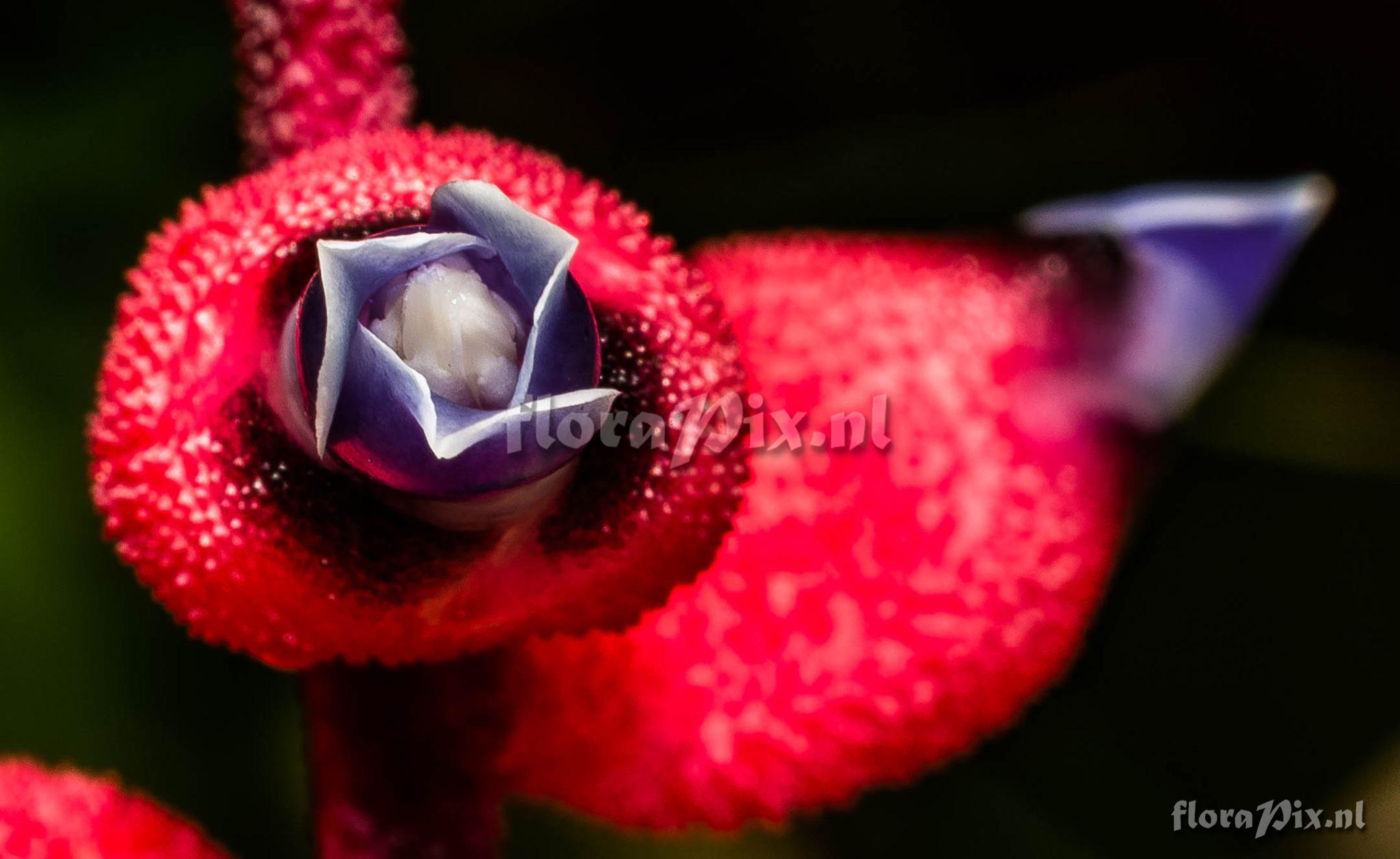 Aechmea warasii