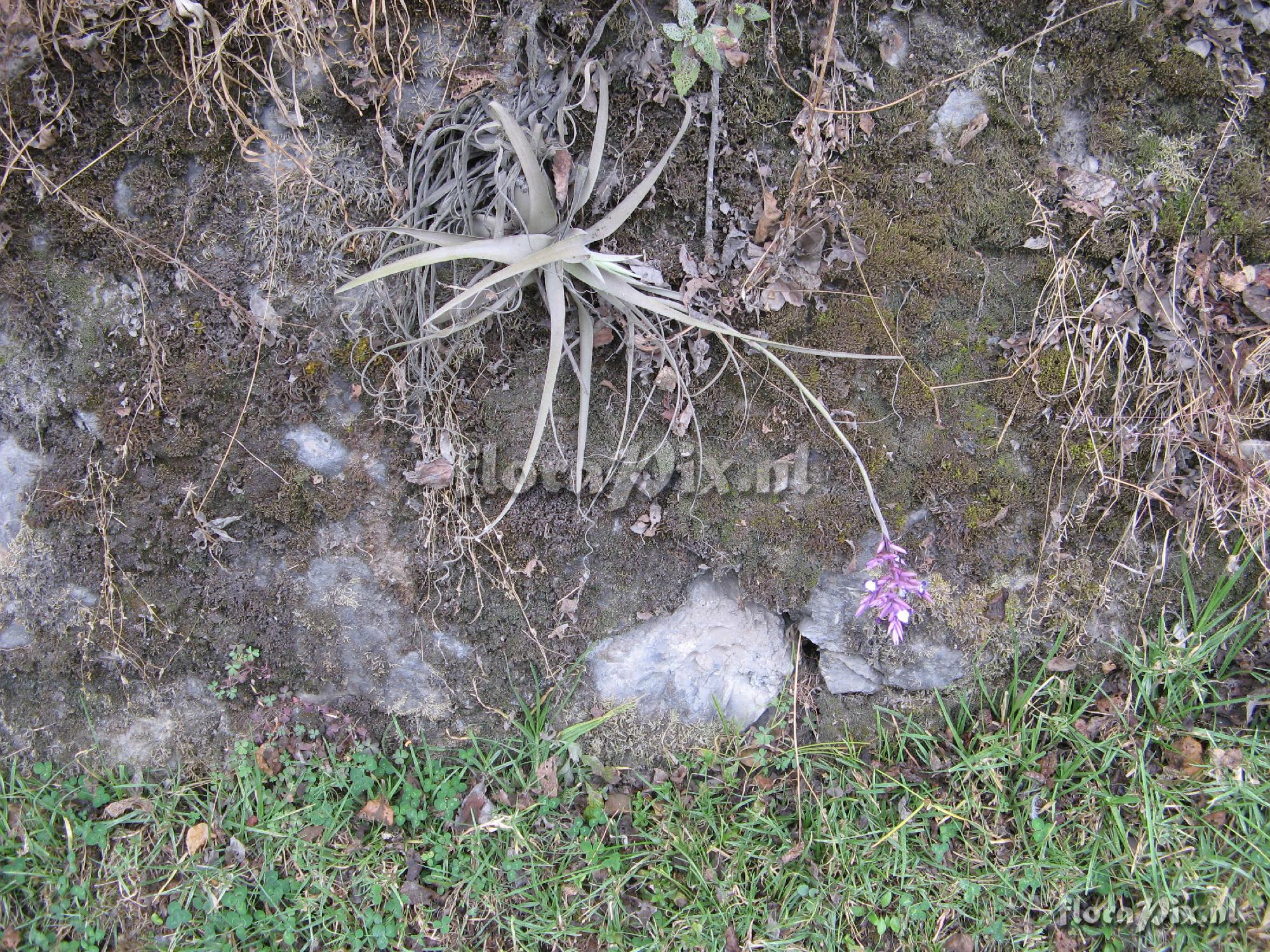 Tillandsia straminea