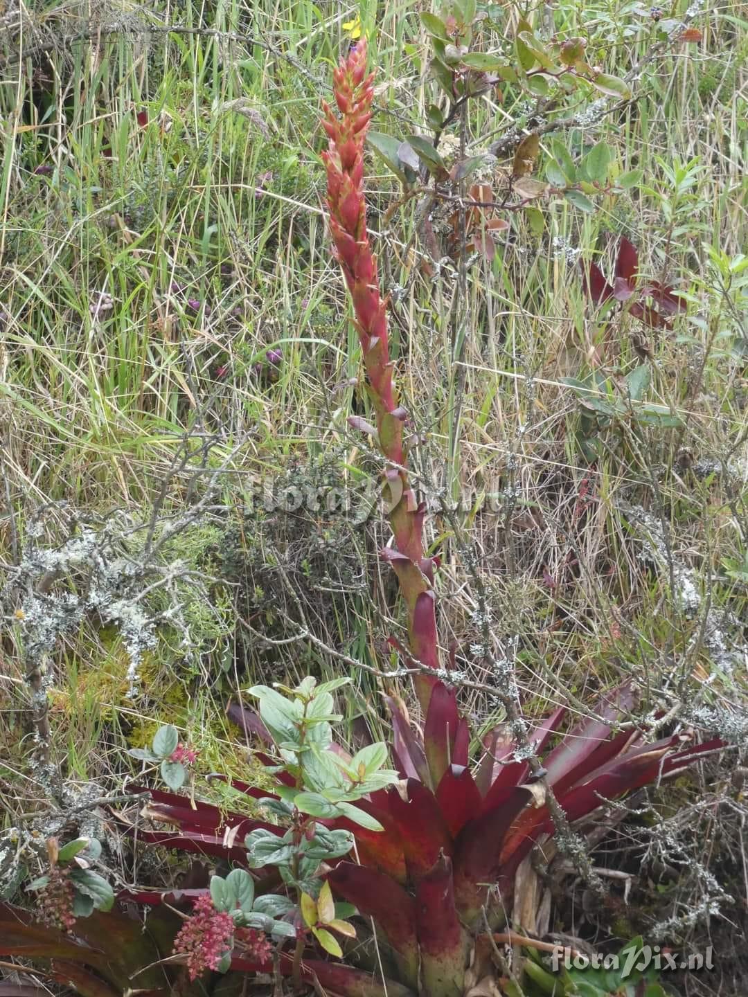 Tillandsia pastensis