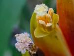 Vriesea paraibica