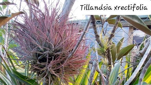 Tillandsia rectifolia x
