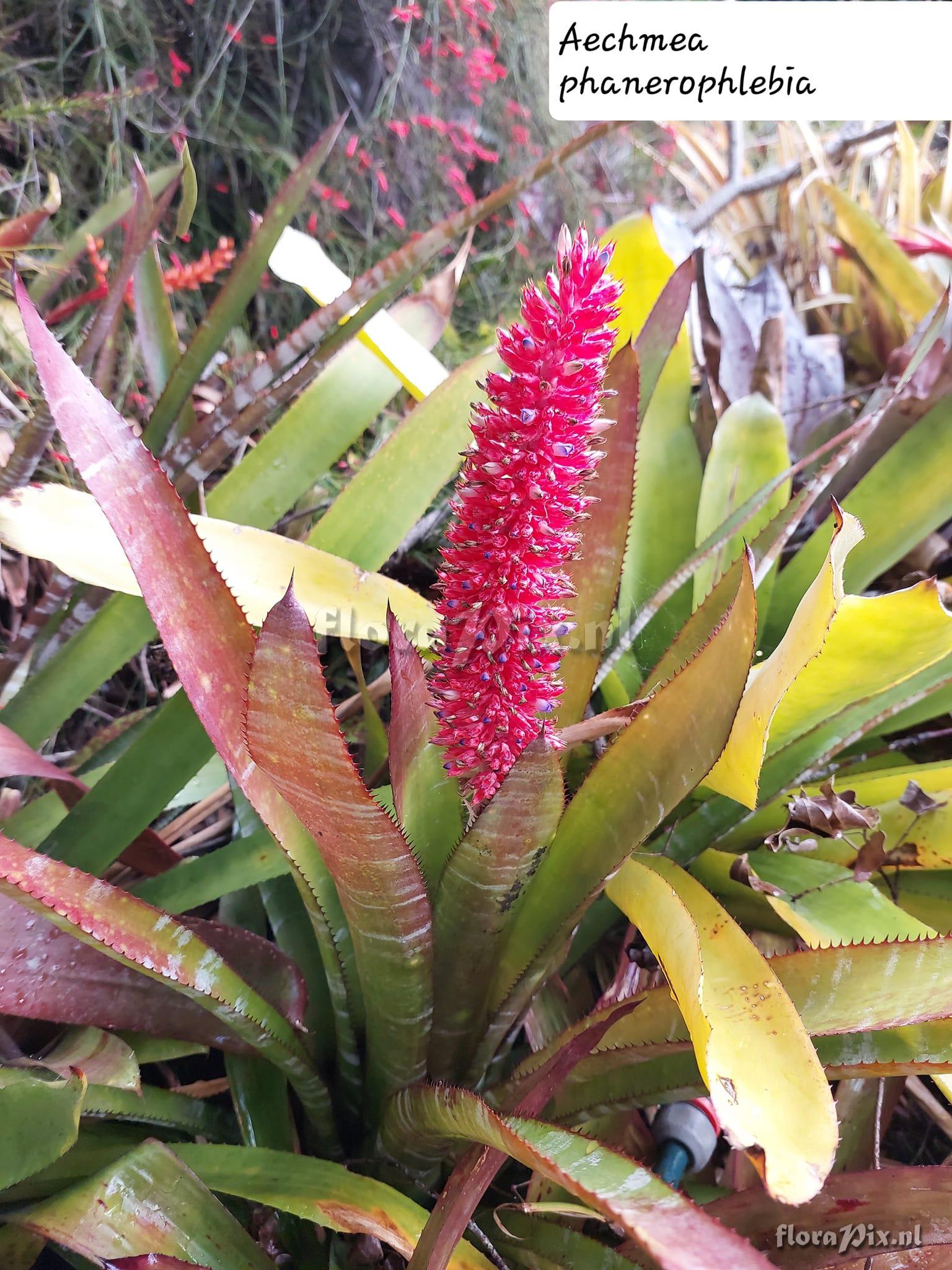 Aechmea phanerophlebia