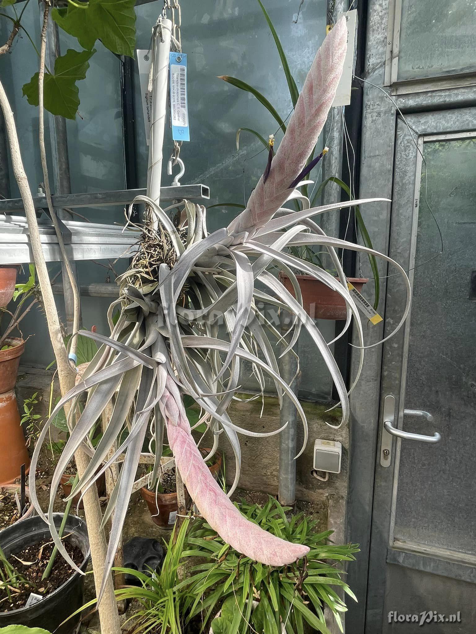 Tillandsia chiapensis