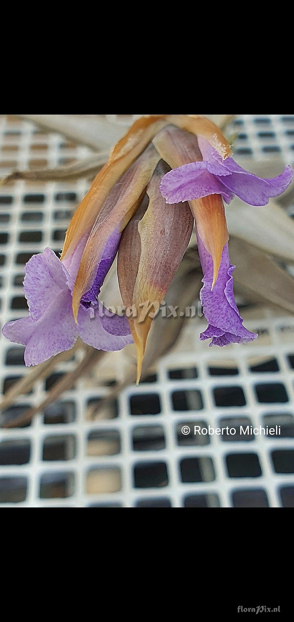 Tillandsia tafiensis