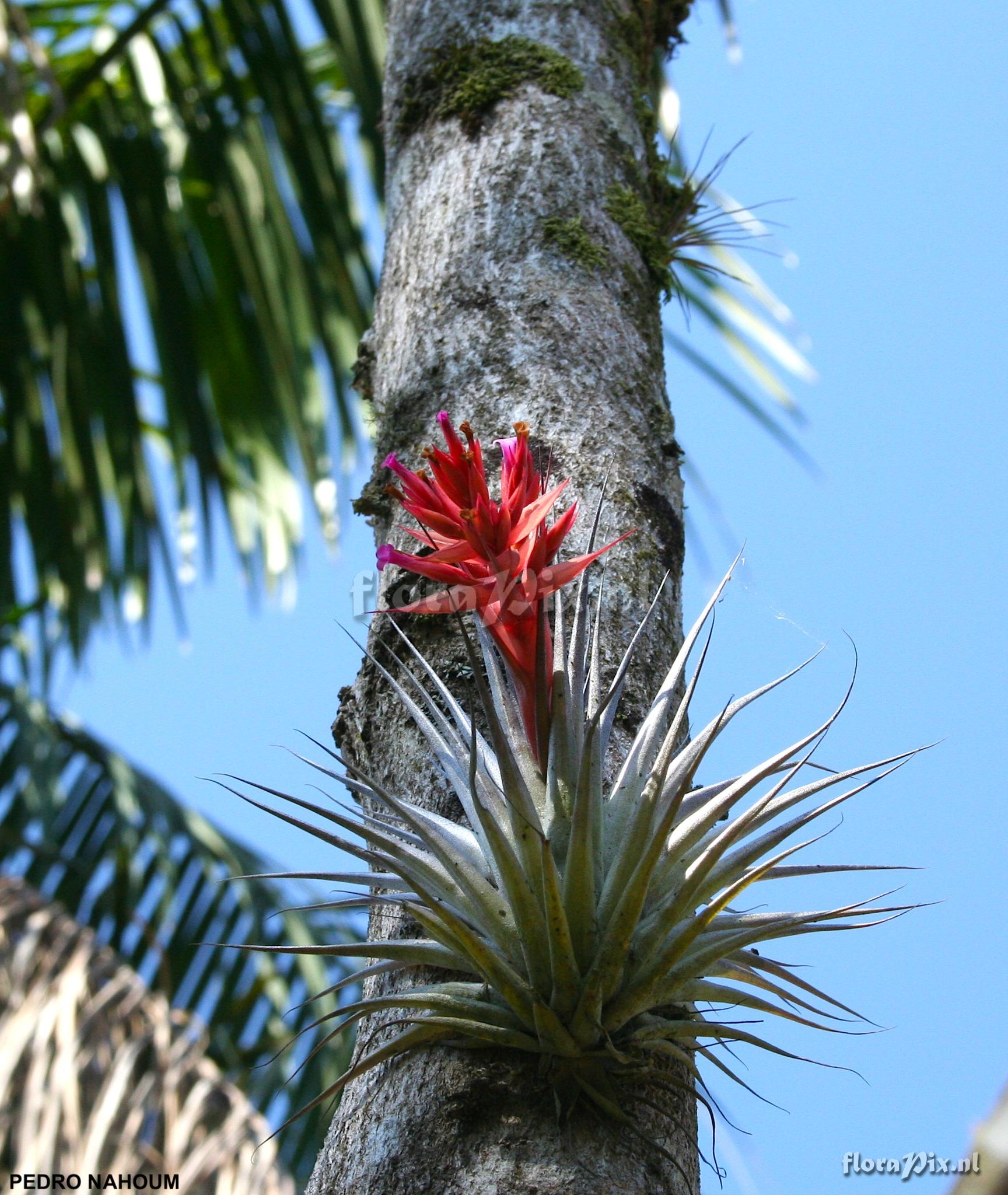 Tillandsia geminiflora