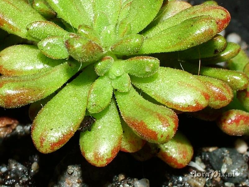 Aeonium sedifolium