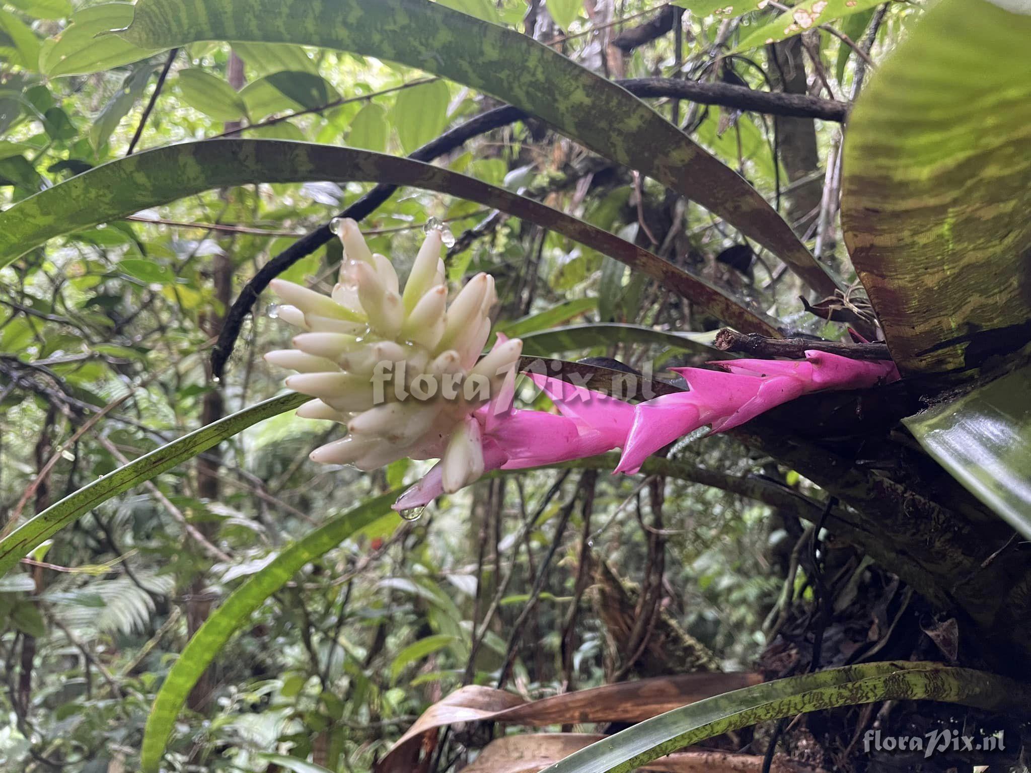 Guzmania musaica var. rosea