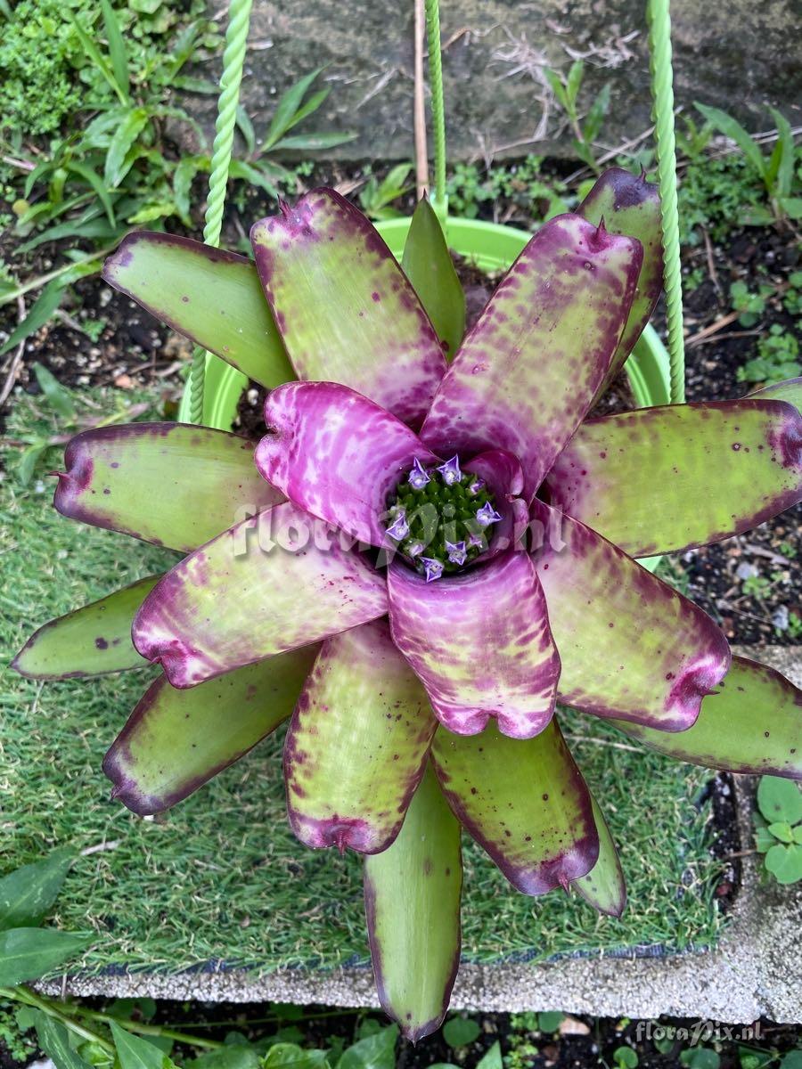 Neoregelia smithii