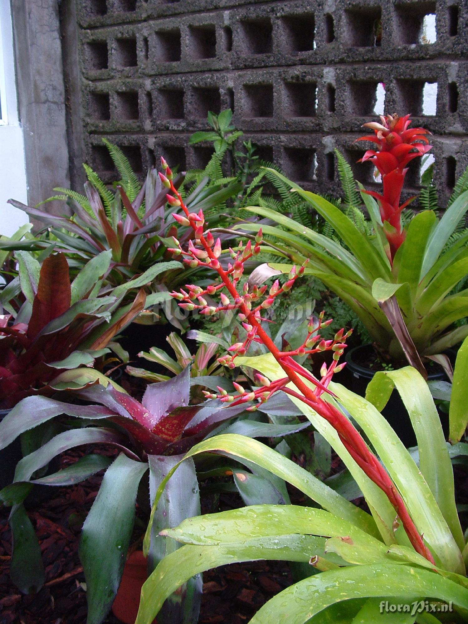 Aechmea ramosa x penduliflora?