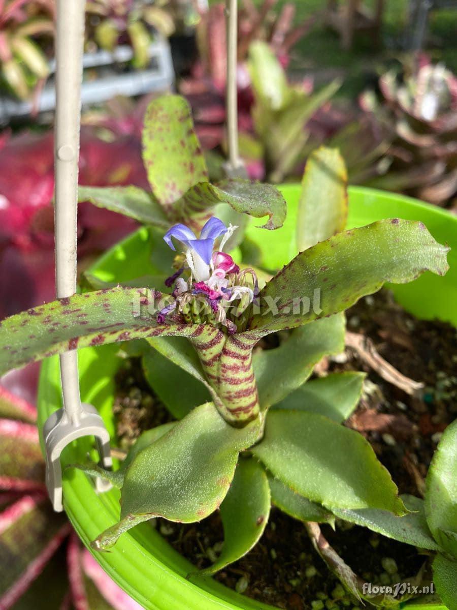 Neoregelia lilliputiana