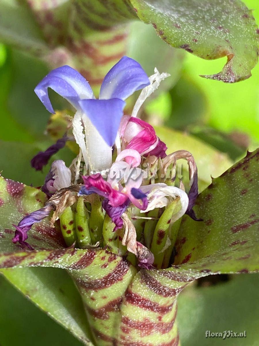 Neoregelia lilliputiana