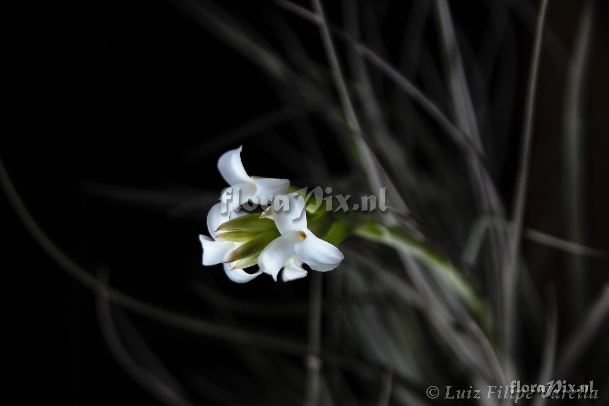 Tillandsia leucopetala