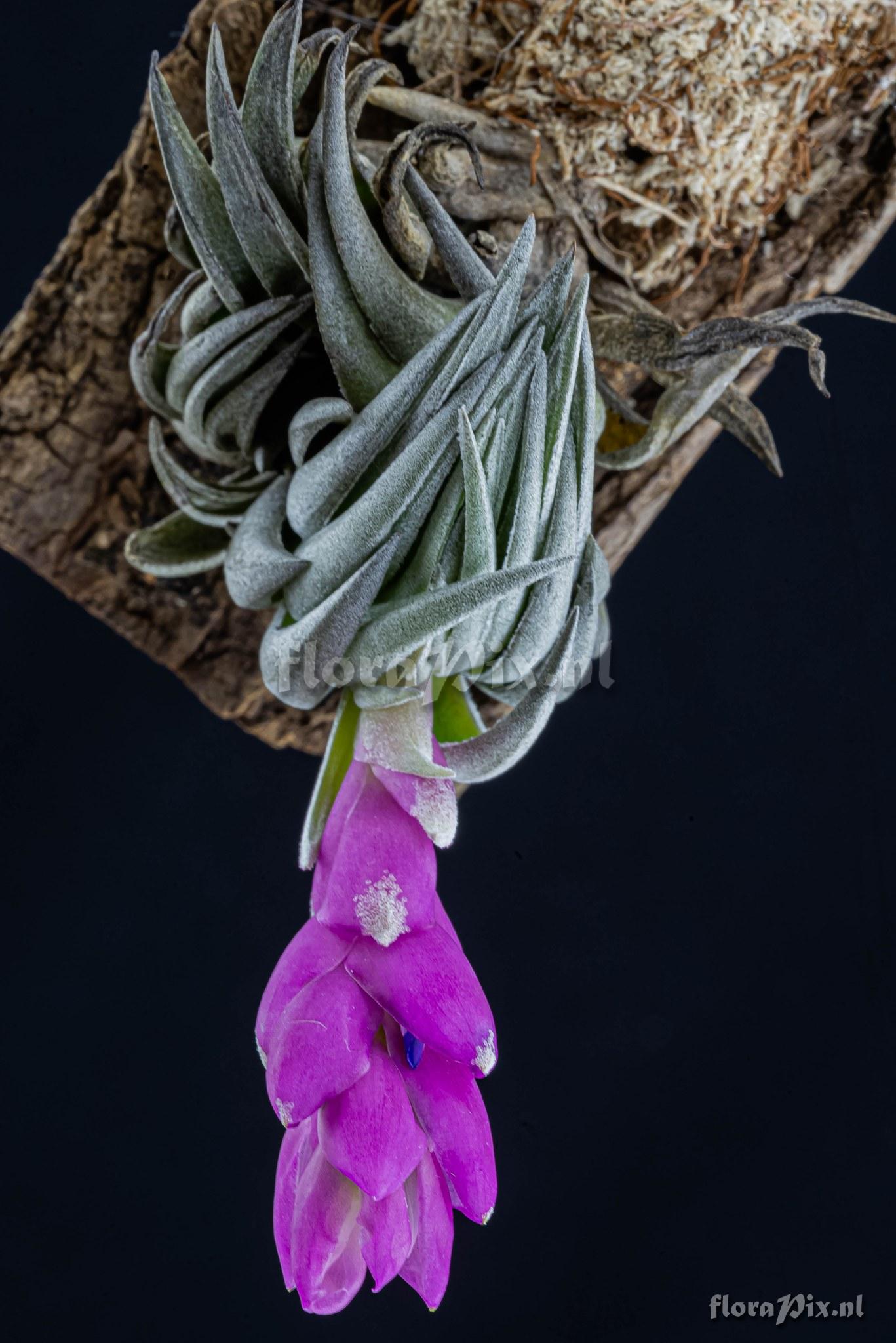 Tillandsia carminea