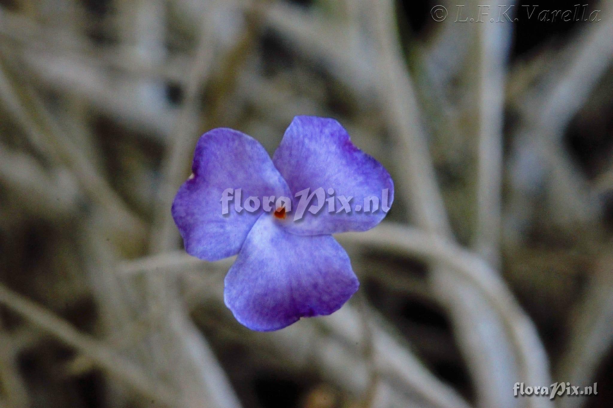 Tillandsia bandensis subsp. grandipetala