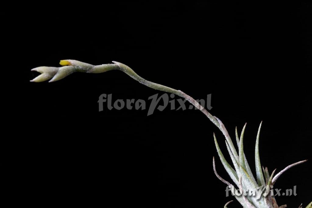 Tillandsia loliacea