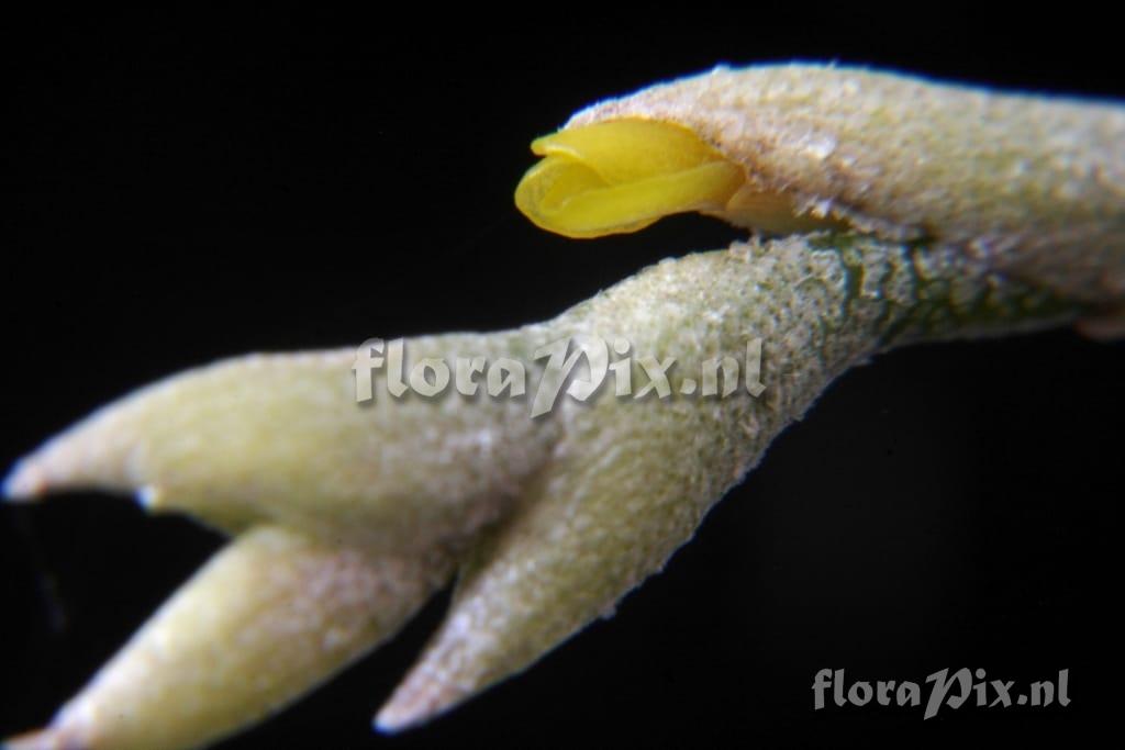 Tillandsia loliacea