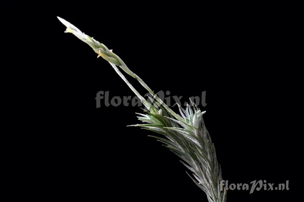 Tillandsia tricholepis