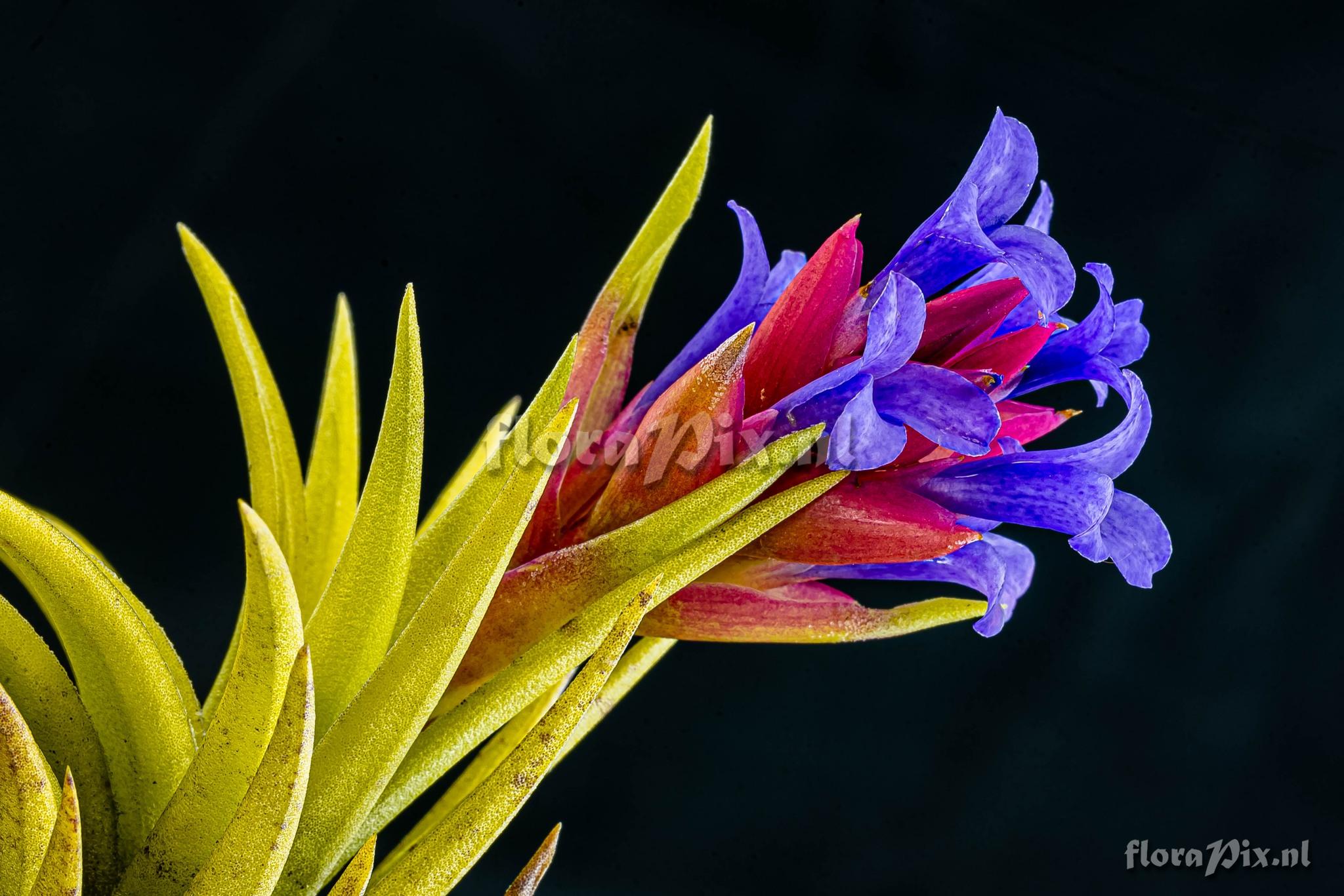 Tillandsia neglecta