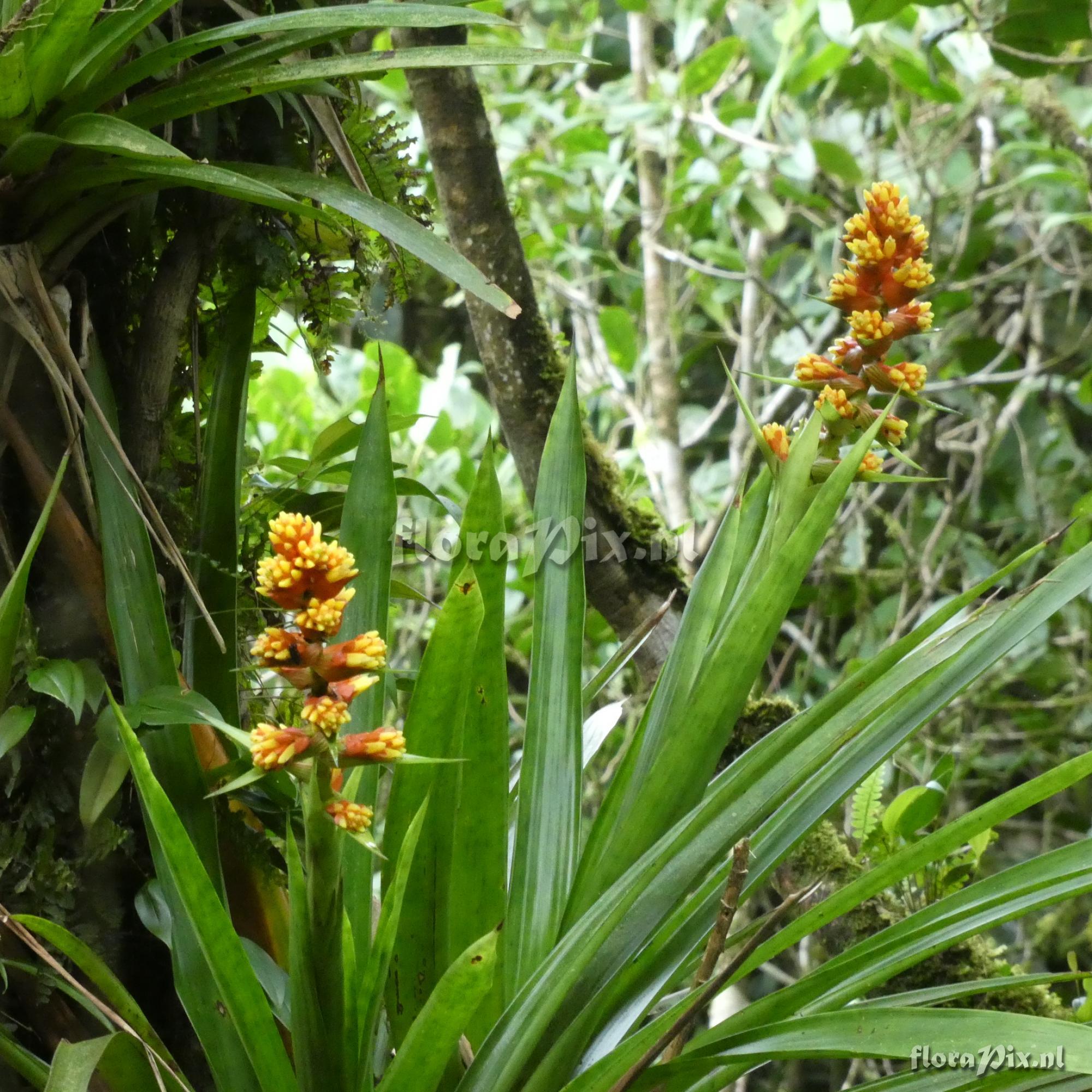 Guzmania darienensis