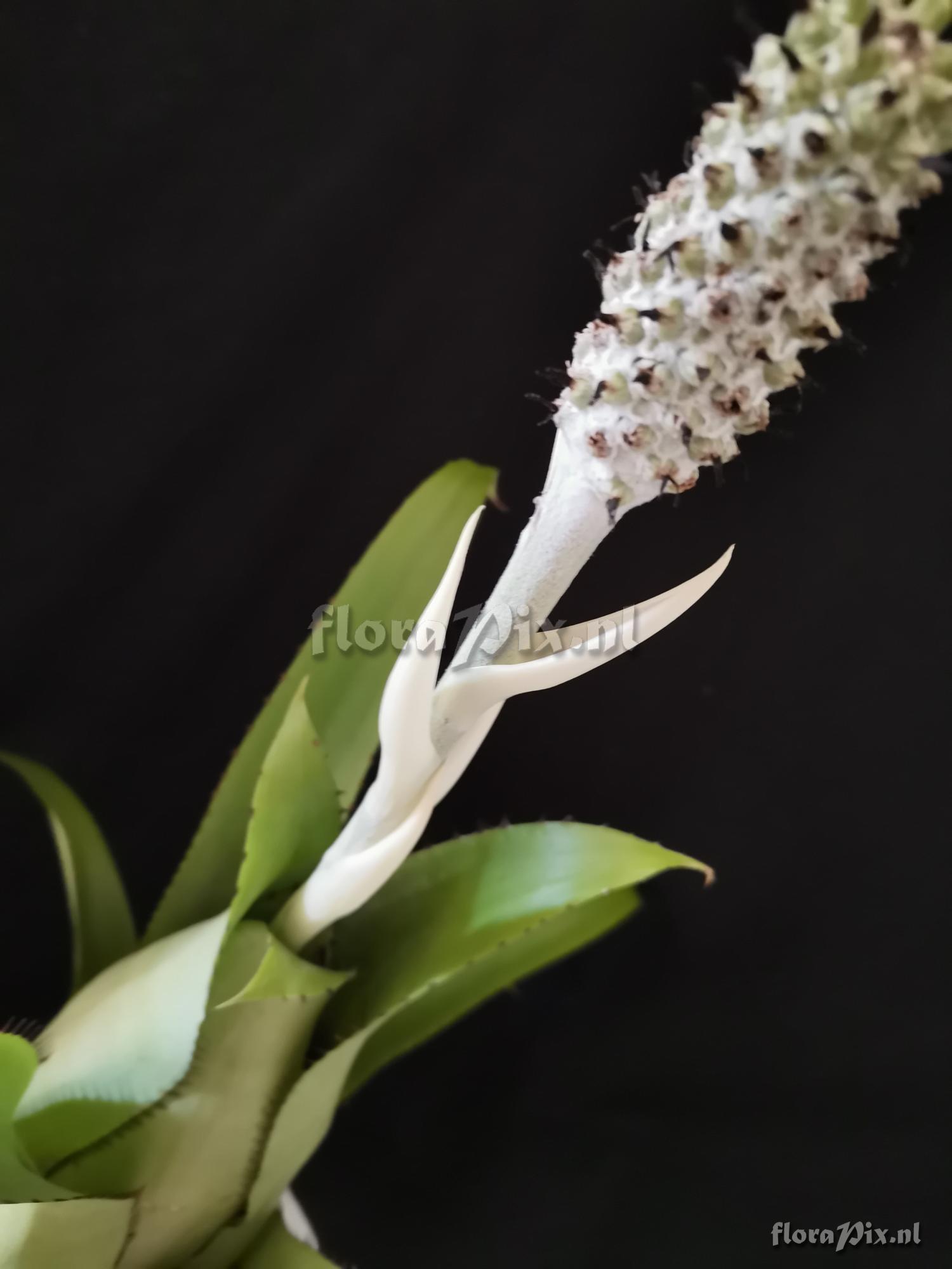 Aechmea bromeliifolia var. albobracteata