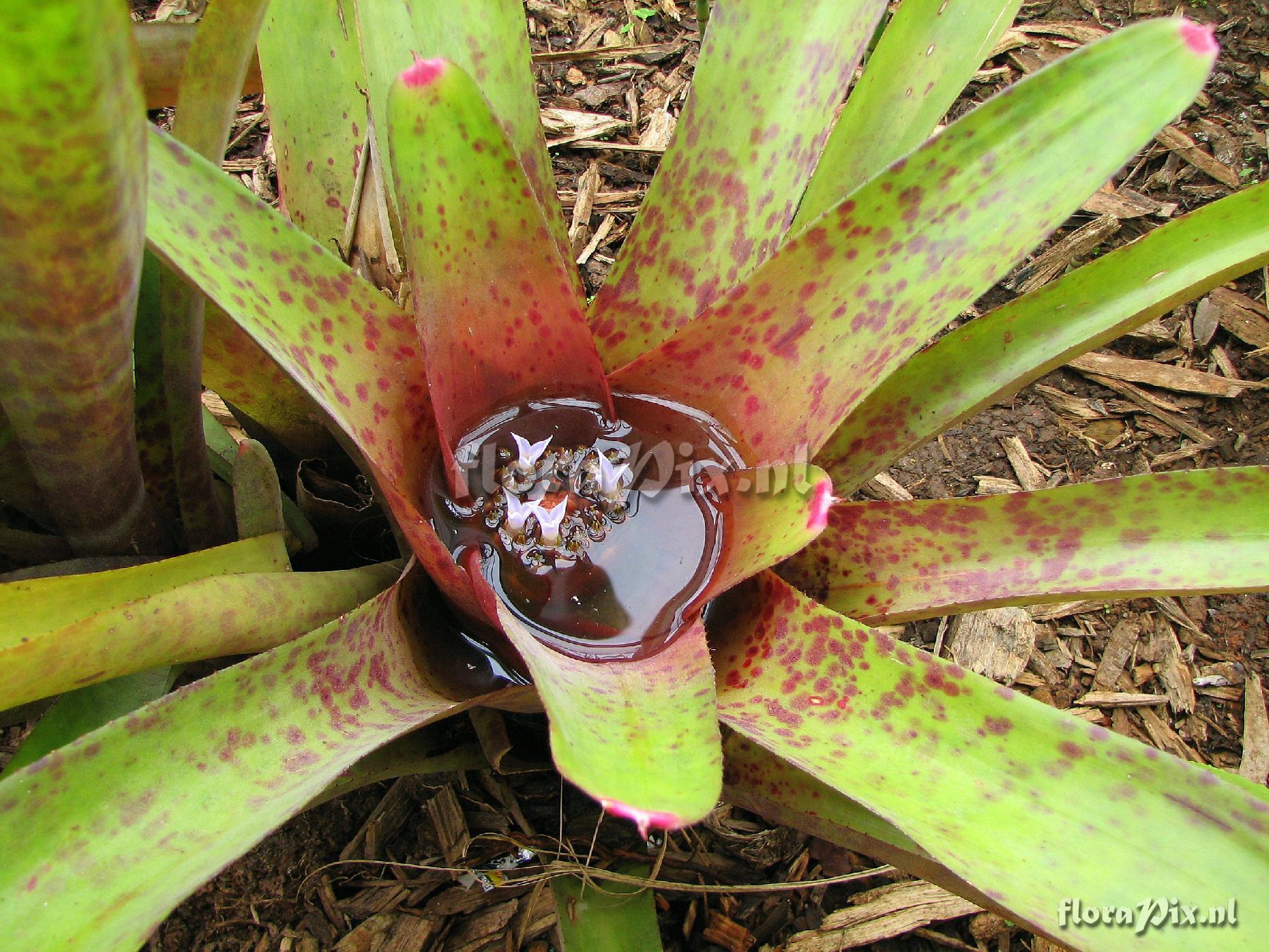 Neoregelia x spectabilis hybrid