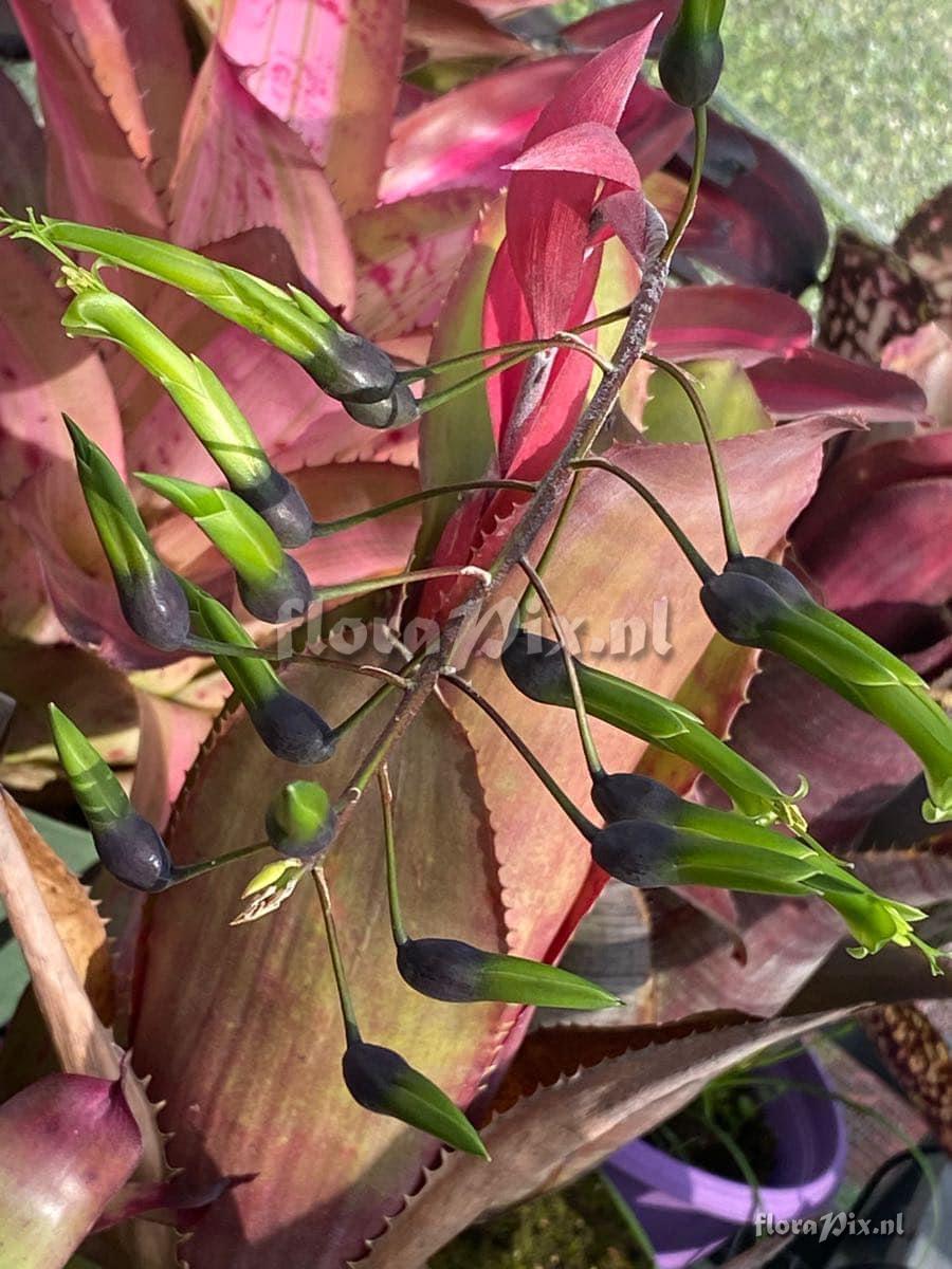 Billbergia viridiflora