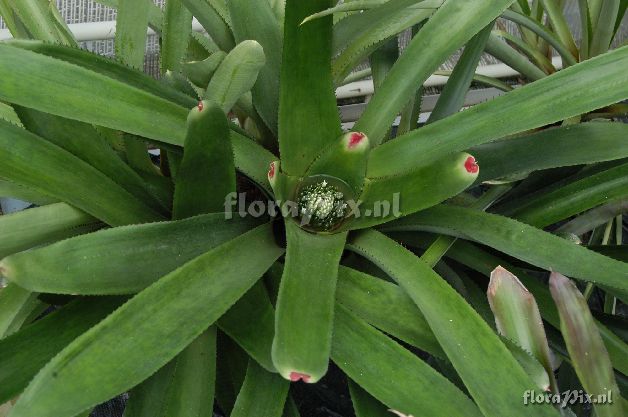 Neoregelia johannis