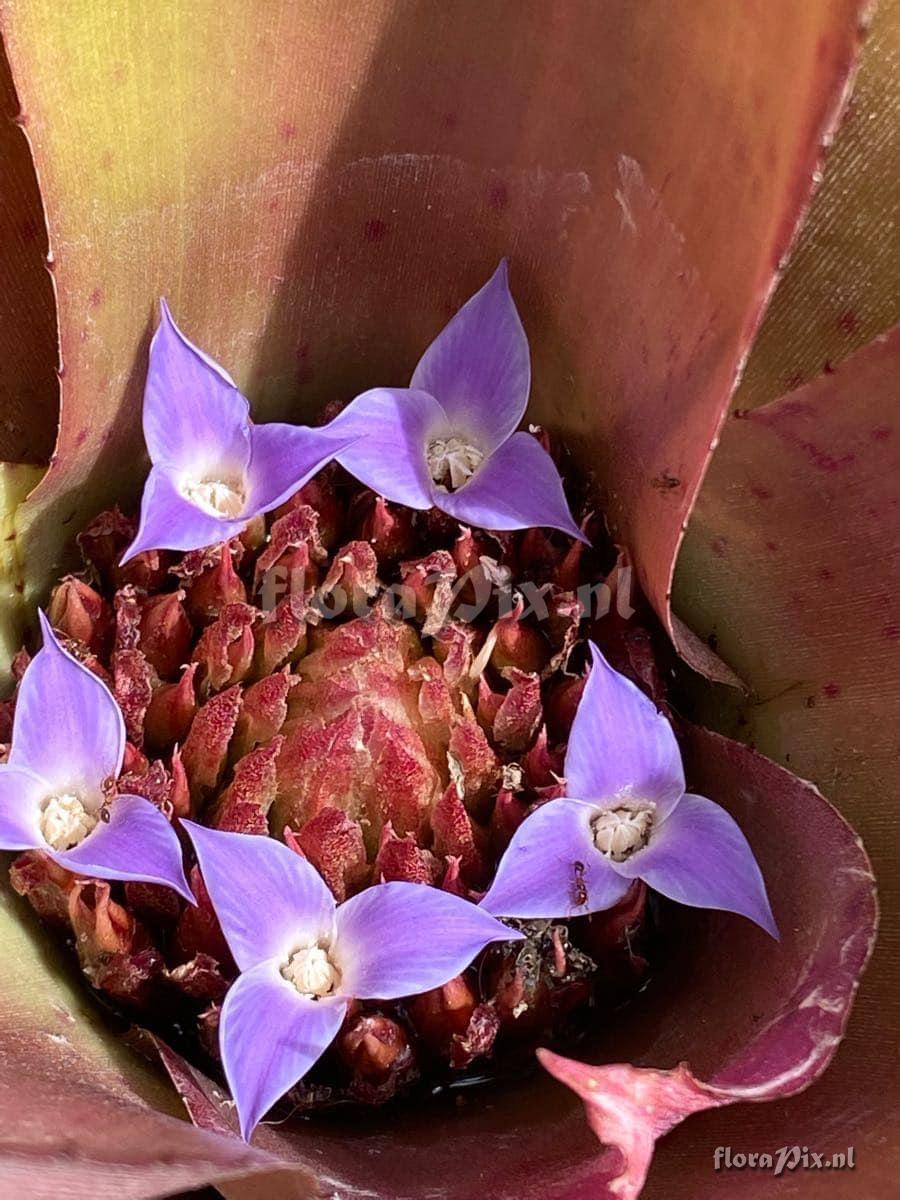 Neoregelia spectabilis