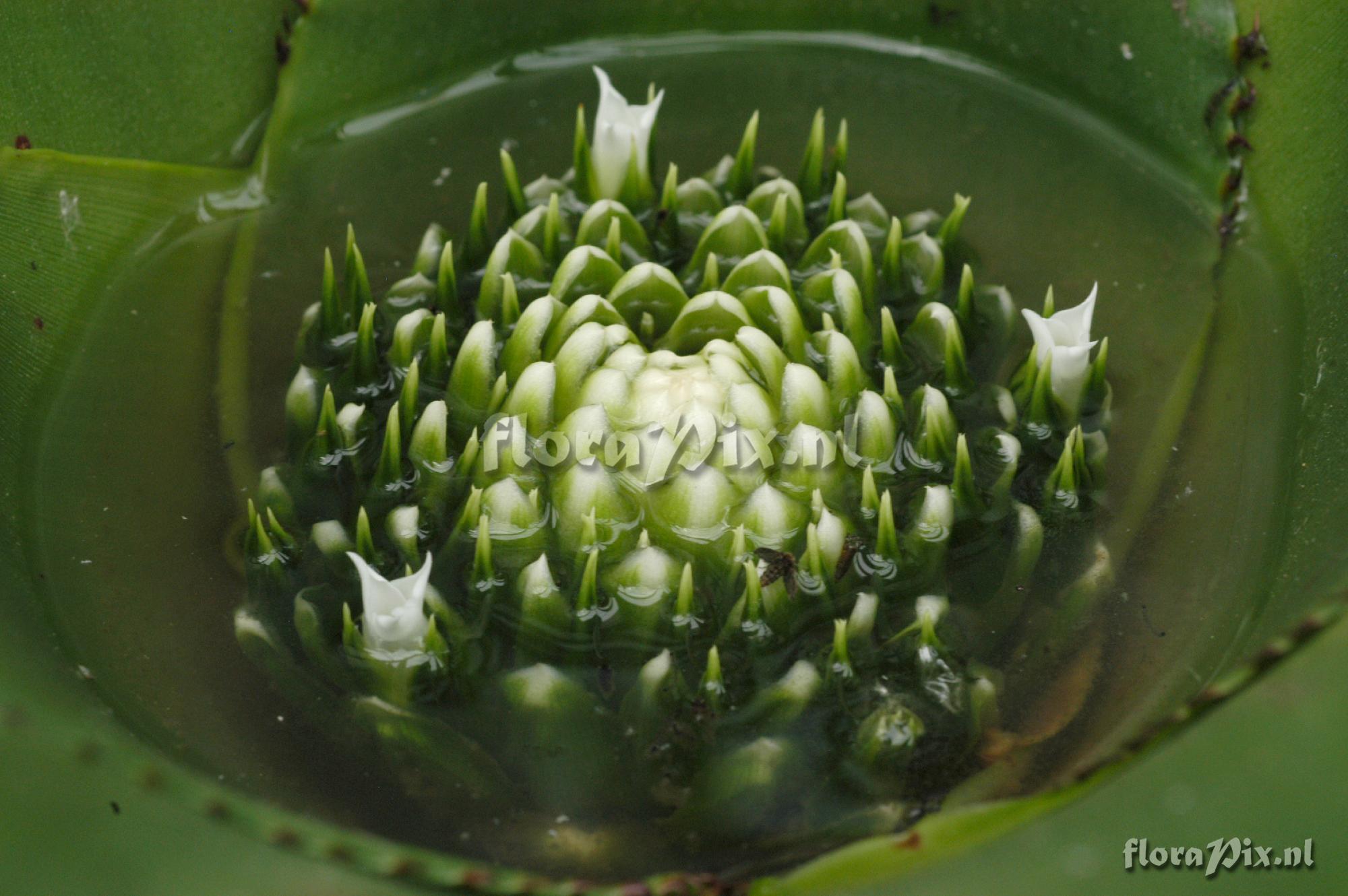 Neoregelia johannis