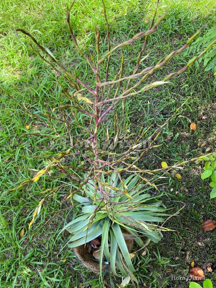 Tillandsia utriculata