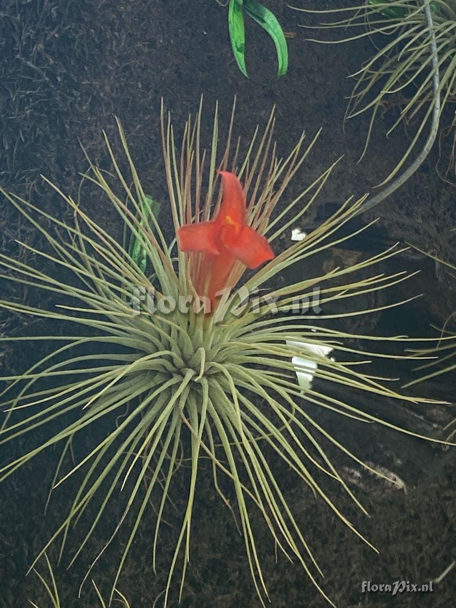 Tillandsia andreana