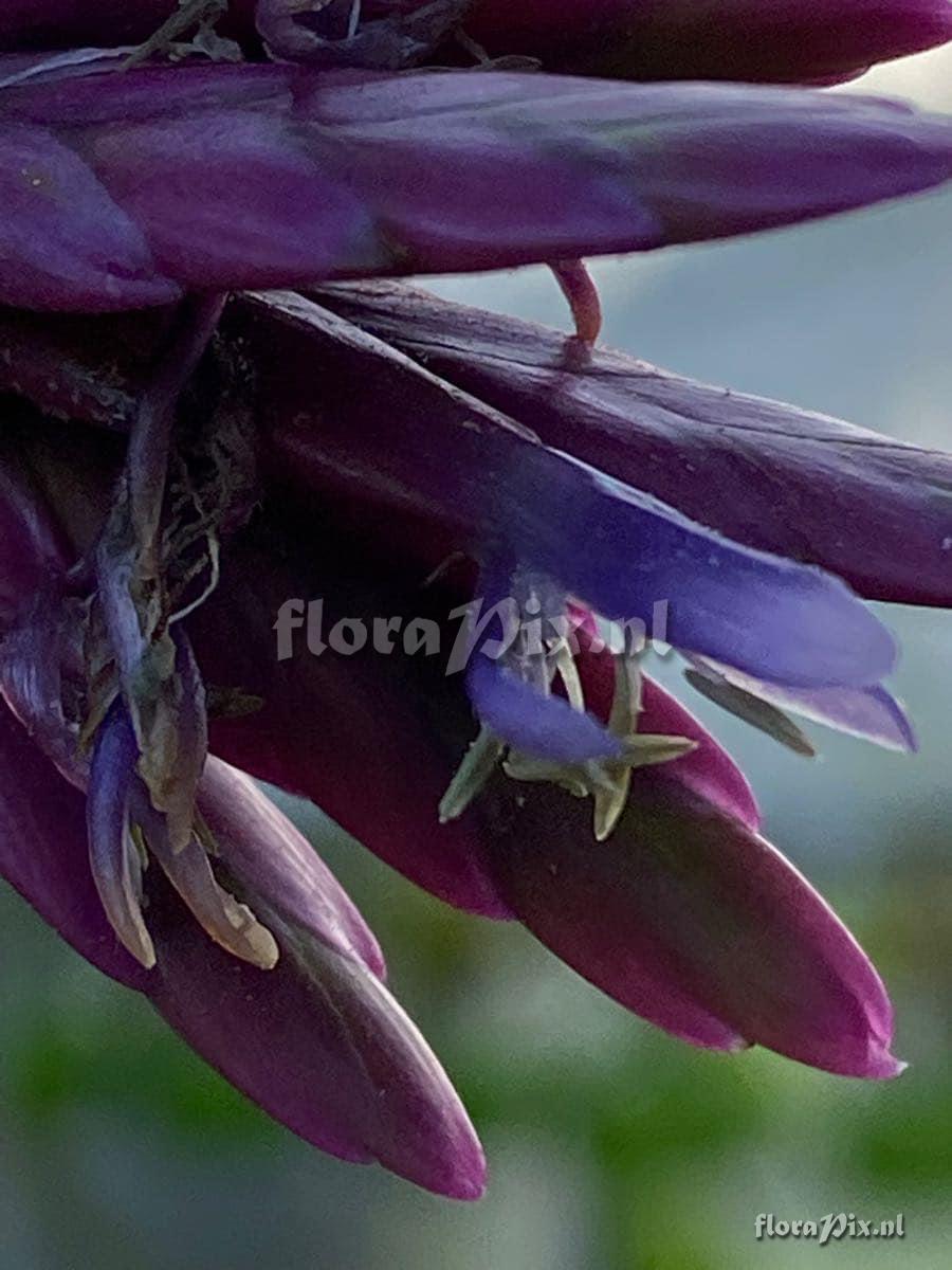 Tillandsia floribunda