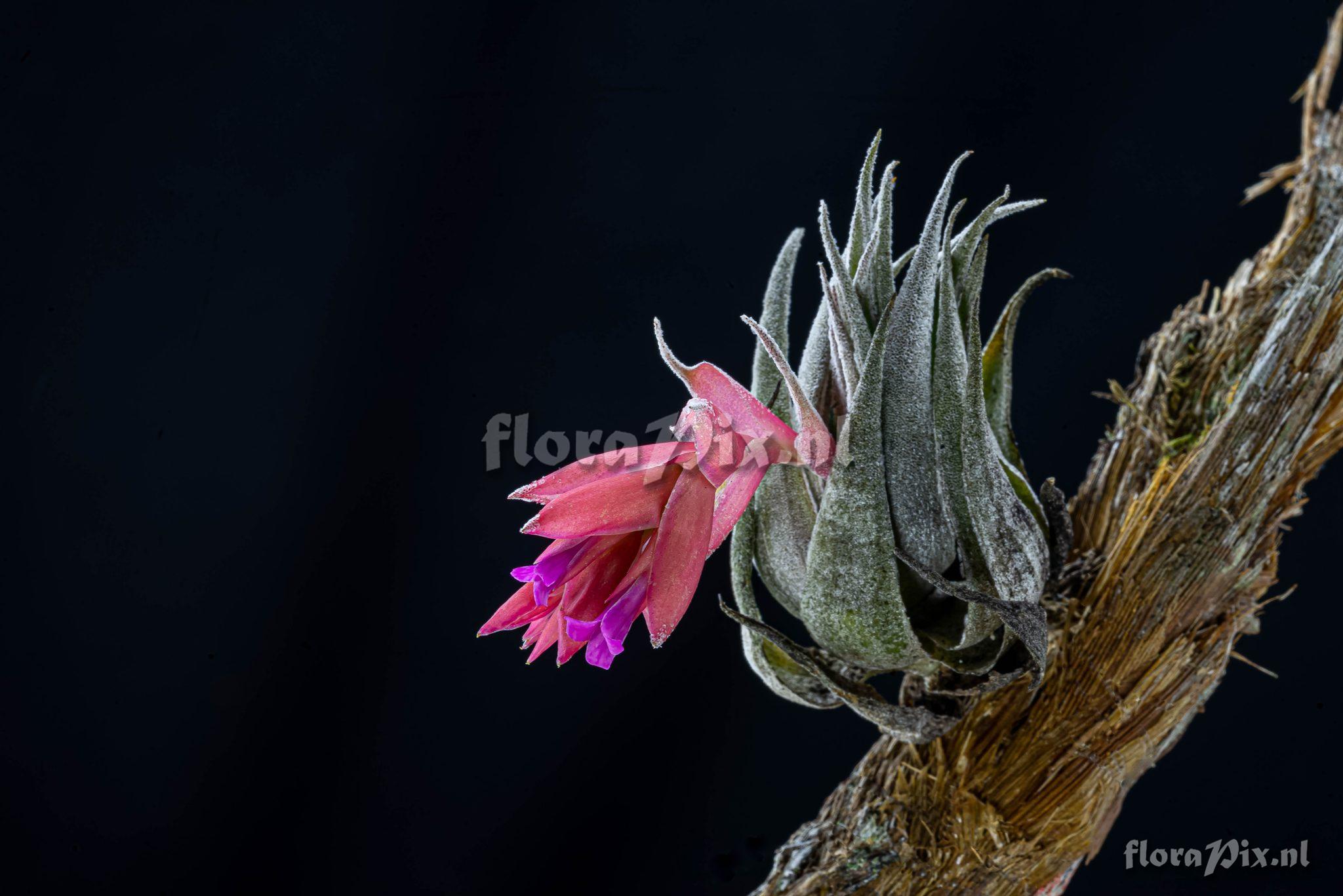 Tillandsia organensis