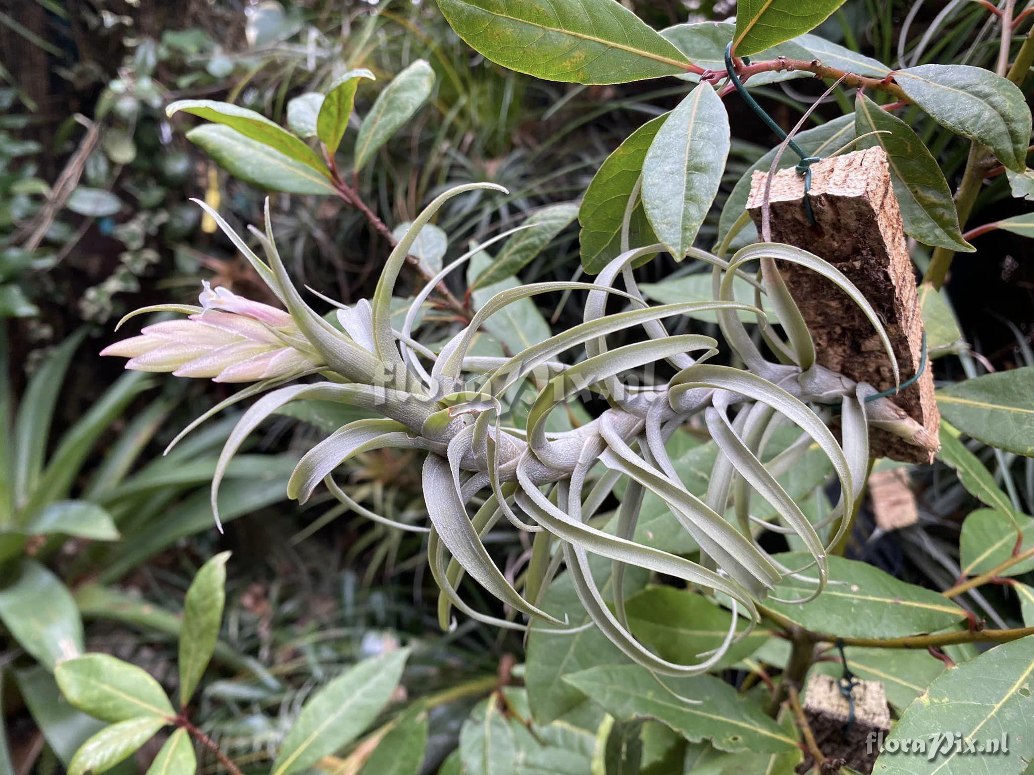 Tillandsia macbrideana