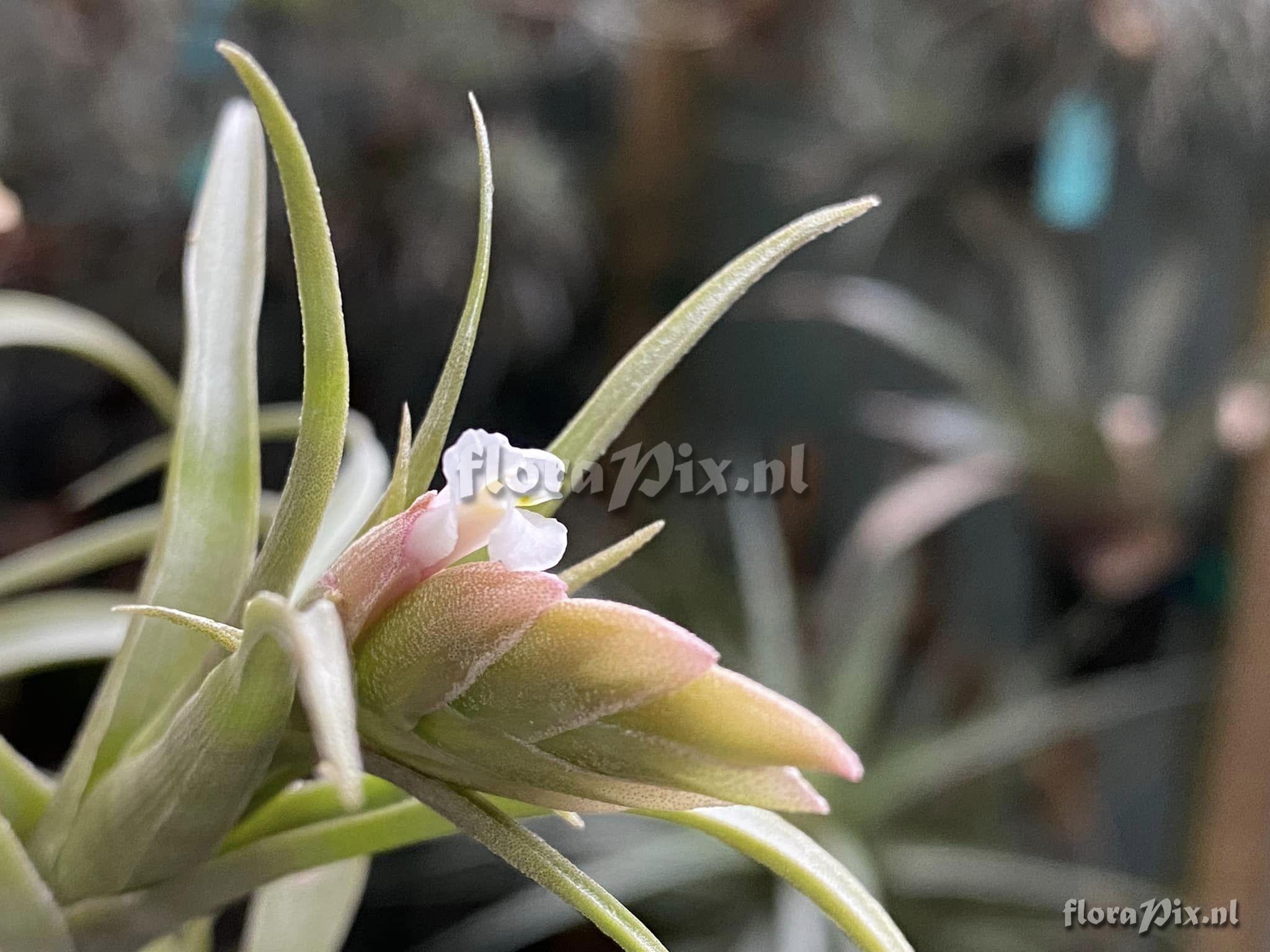 Tillandsia macbrideana