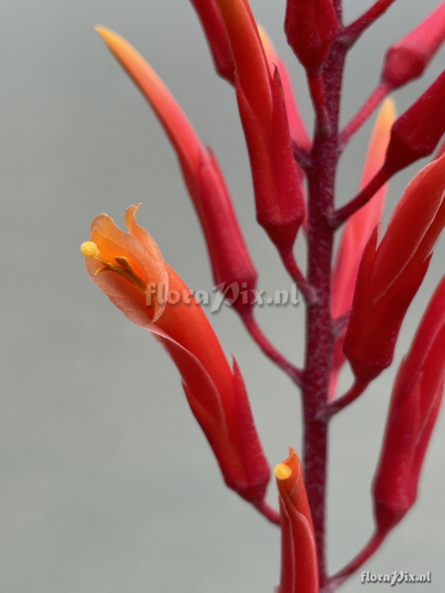 Pitcairnia orchidifolia