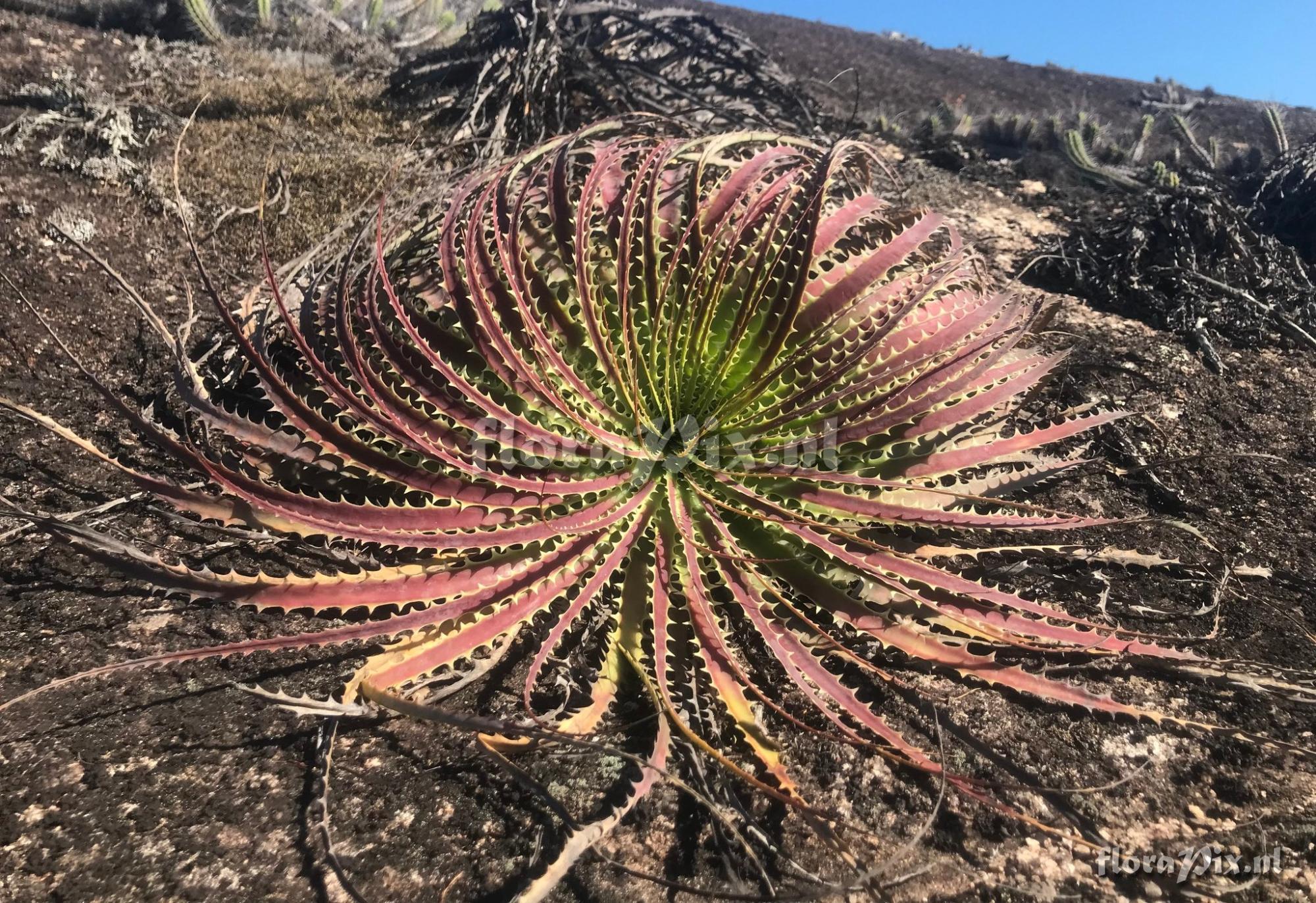 Encholirium horridum